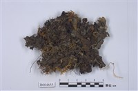 藏品(阿里山貓耳衣)的圖片